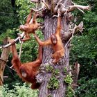 Zoo Leipzig: Orang Utans