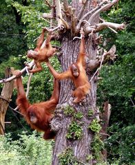 Zoo Leipzig: Orang Utans