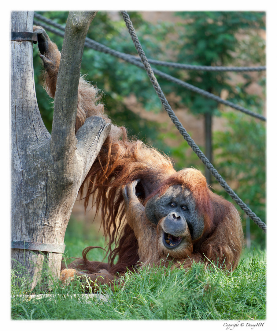 Zoo Leipzig - Pongoland (01)