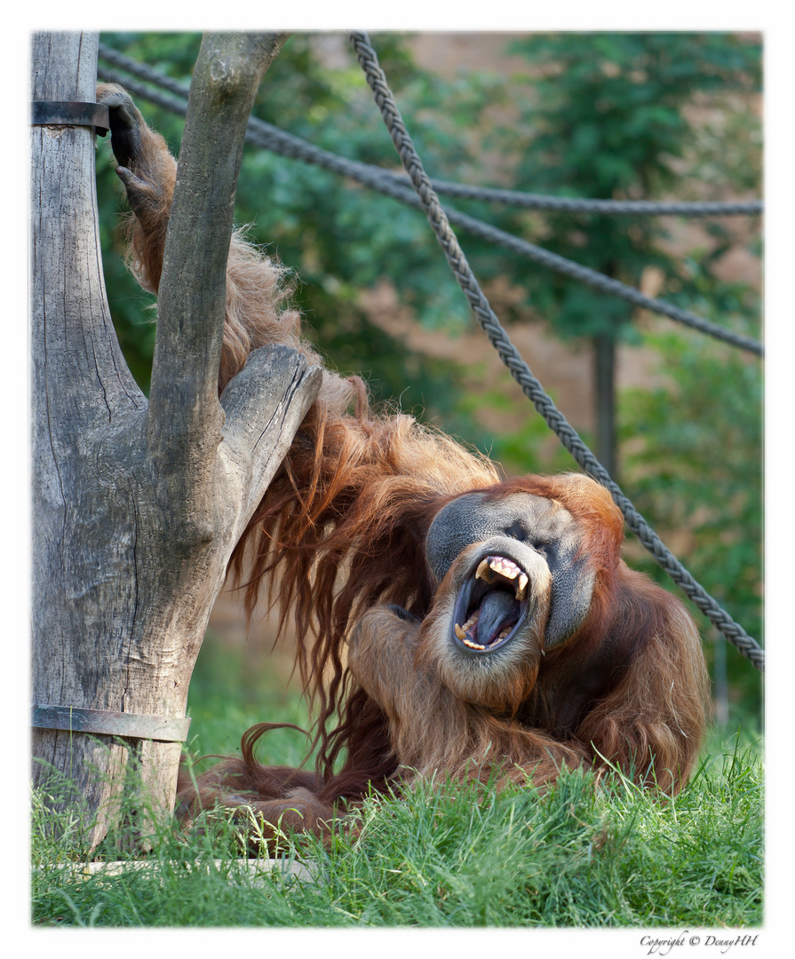 Zoo Leipzig - Pongoland (02)