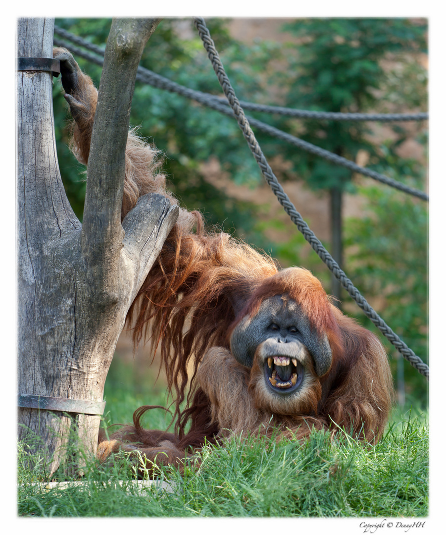 Zoo Leipzig - Pongoland (03)