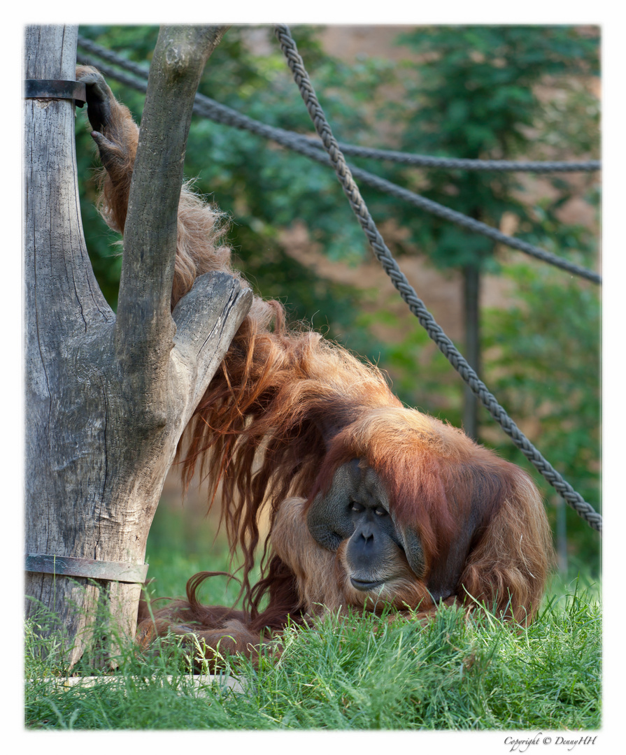 Zoo Leipzig - Pongoland (04)