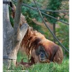 Zoo Leipzig - Pongoland (04)