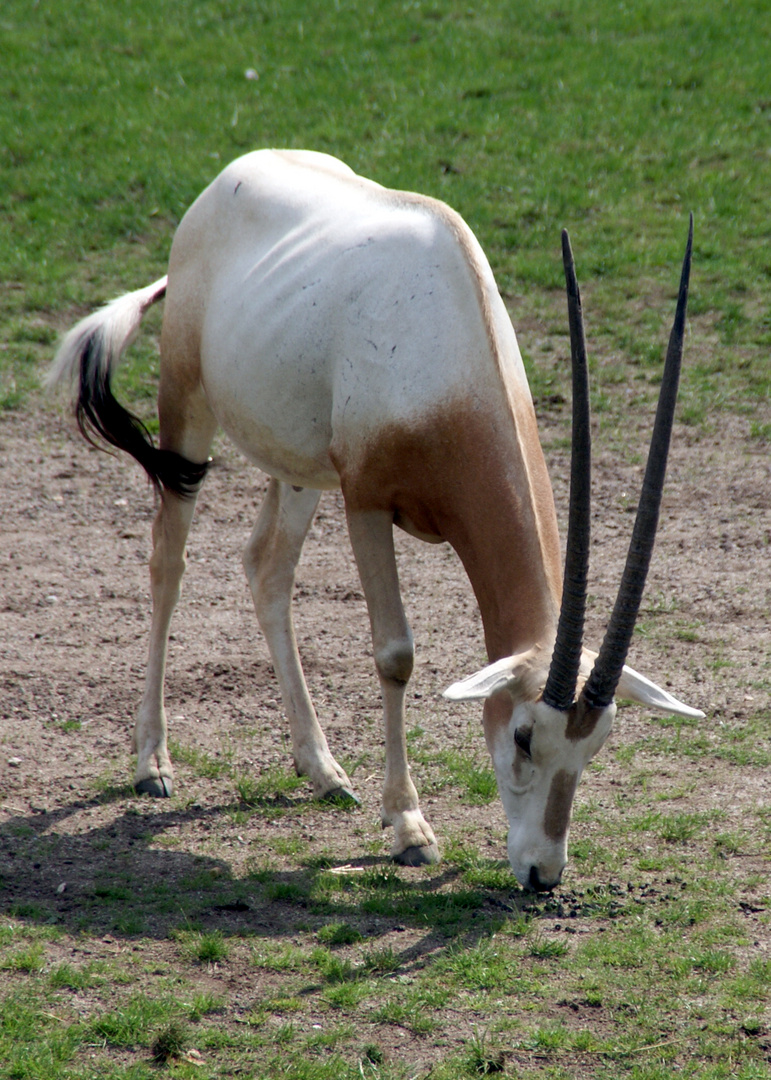 Zoo Leipzig: Säbelantilope