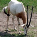 Zoo Leipzig: Säbelantilope