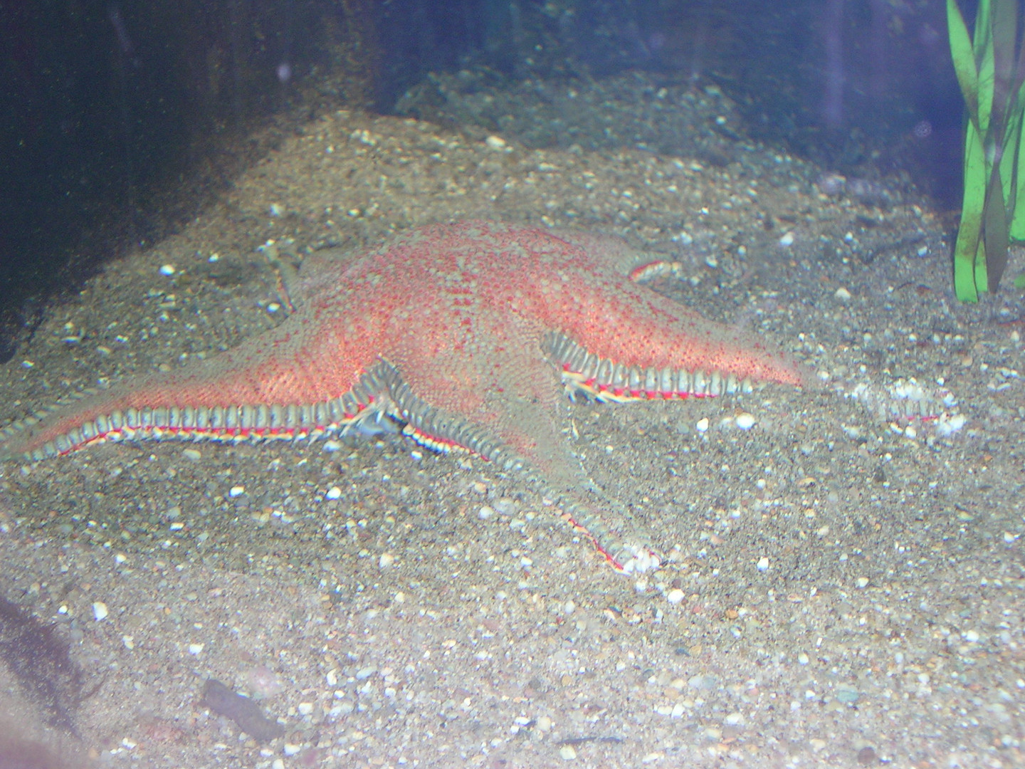 Zoo Leipzig - Seestern