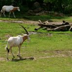 Zoo Leipzig: Trek der Säbelantilopen