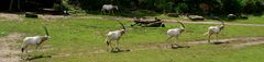 Zoo Leipzig: Trek der Säbelantilopen