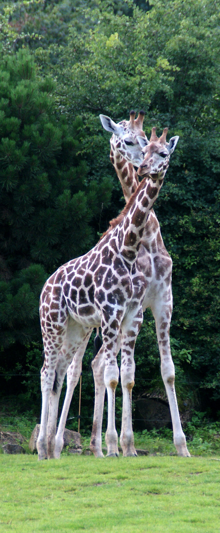 Zoo Leipzig: Uganda-Giraffen-Pärchen