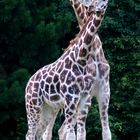 Zoo Leipzig: Uganda-Giraffen-Pärchen