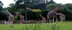 Zoo Leipzig: Uganda- oder Rothschild-Giraffen