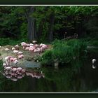 Zoo-Leipzig(Flamingos)