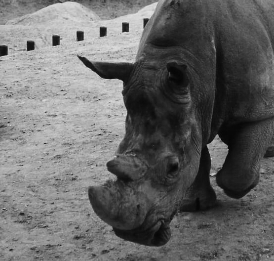 Zoo Madrid 1988 (preparando el ataque)