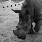 Zoo Madrid 1988 (preparando el ataque)