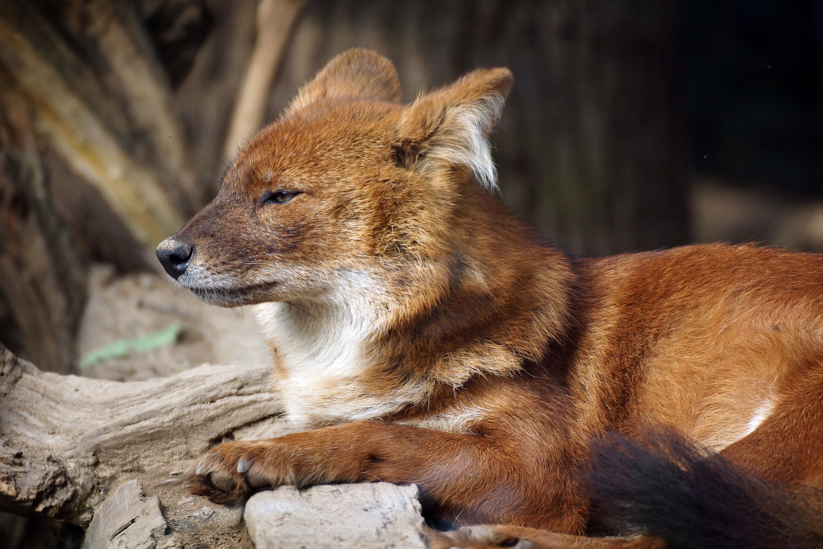 Zoo Magdeburg