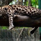 Zoo Managua