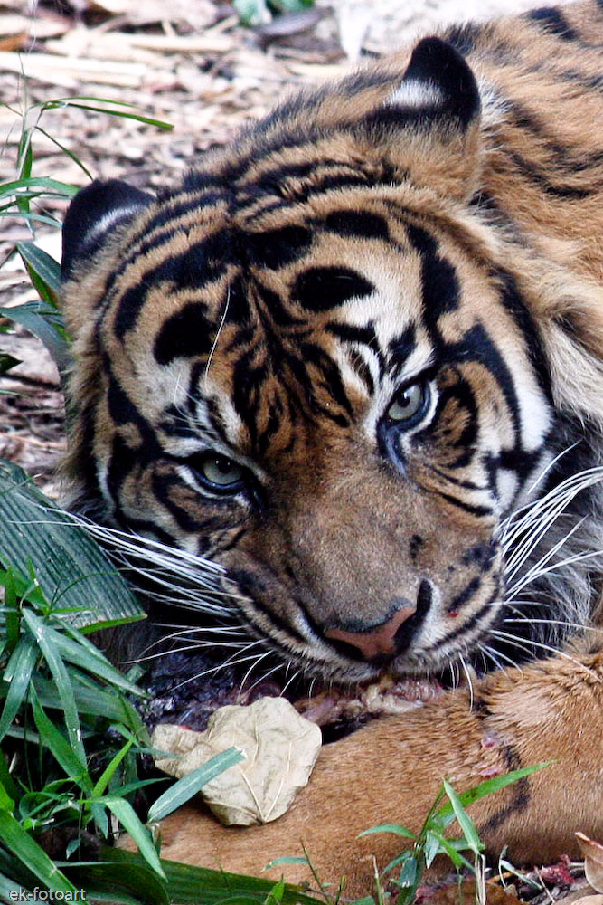 Zoo Melbourne.... immer im Auge behalten.