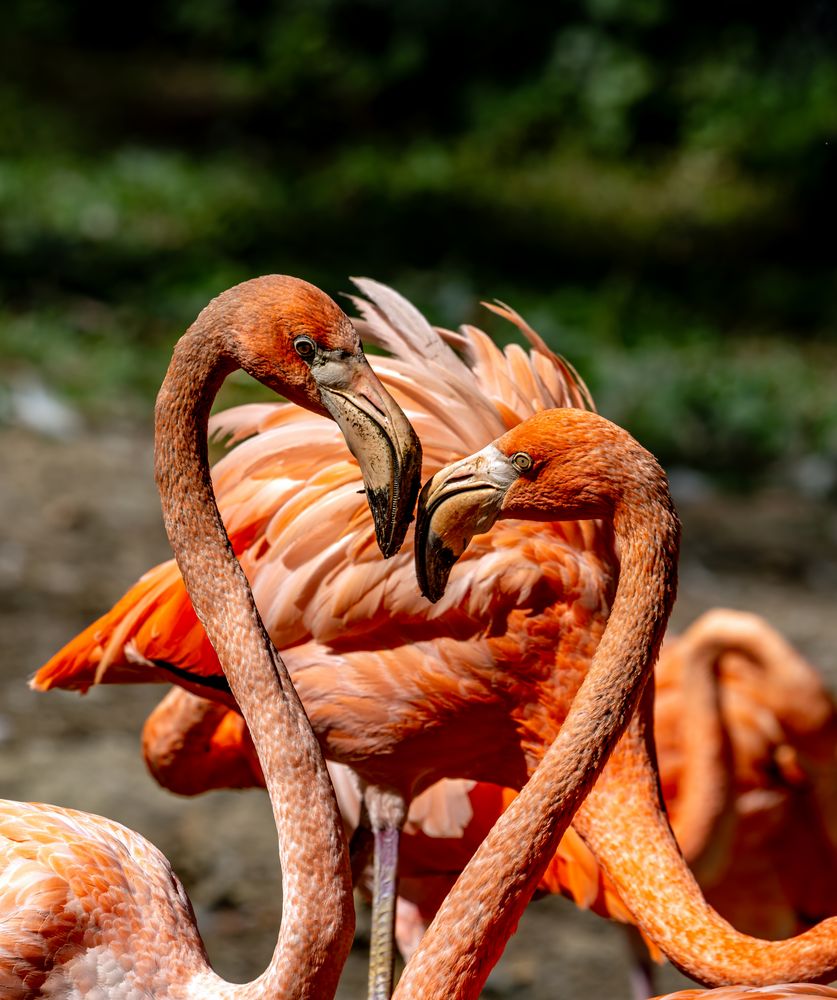 Zoo Muelhausen