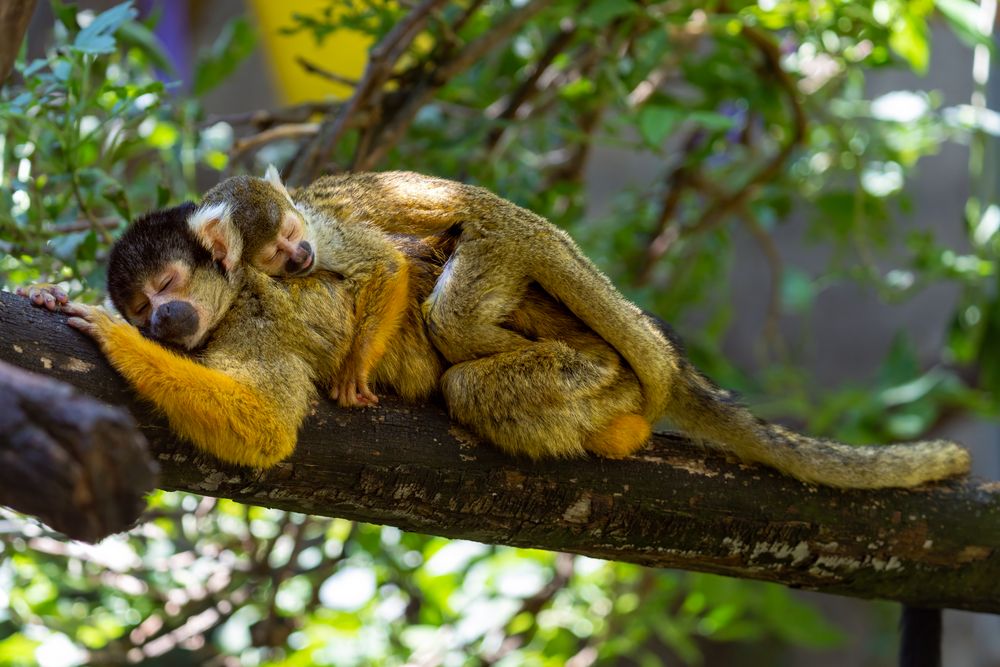 Zoo Mülhausen im Elsass 