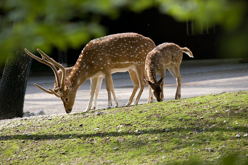 Zoo München