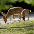 Zoo München