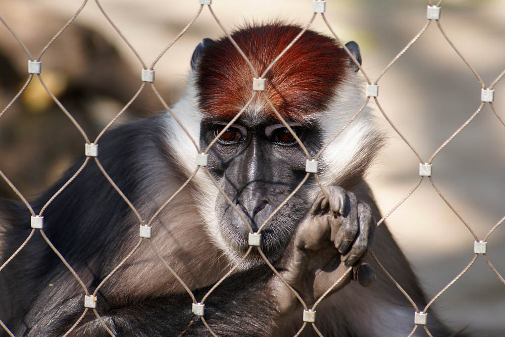 Zoo München