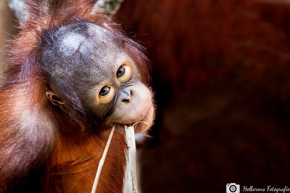 Zoo Münster 01