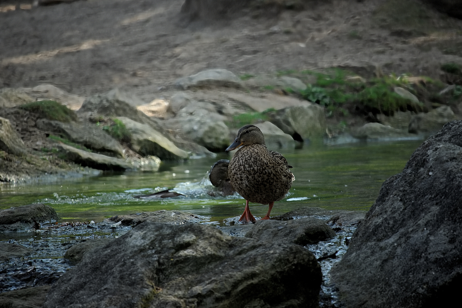 Zoo Münster 