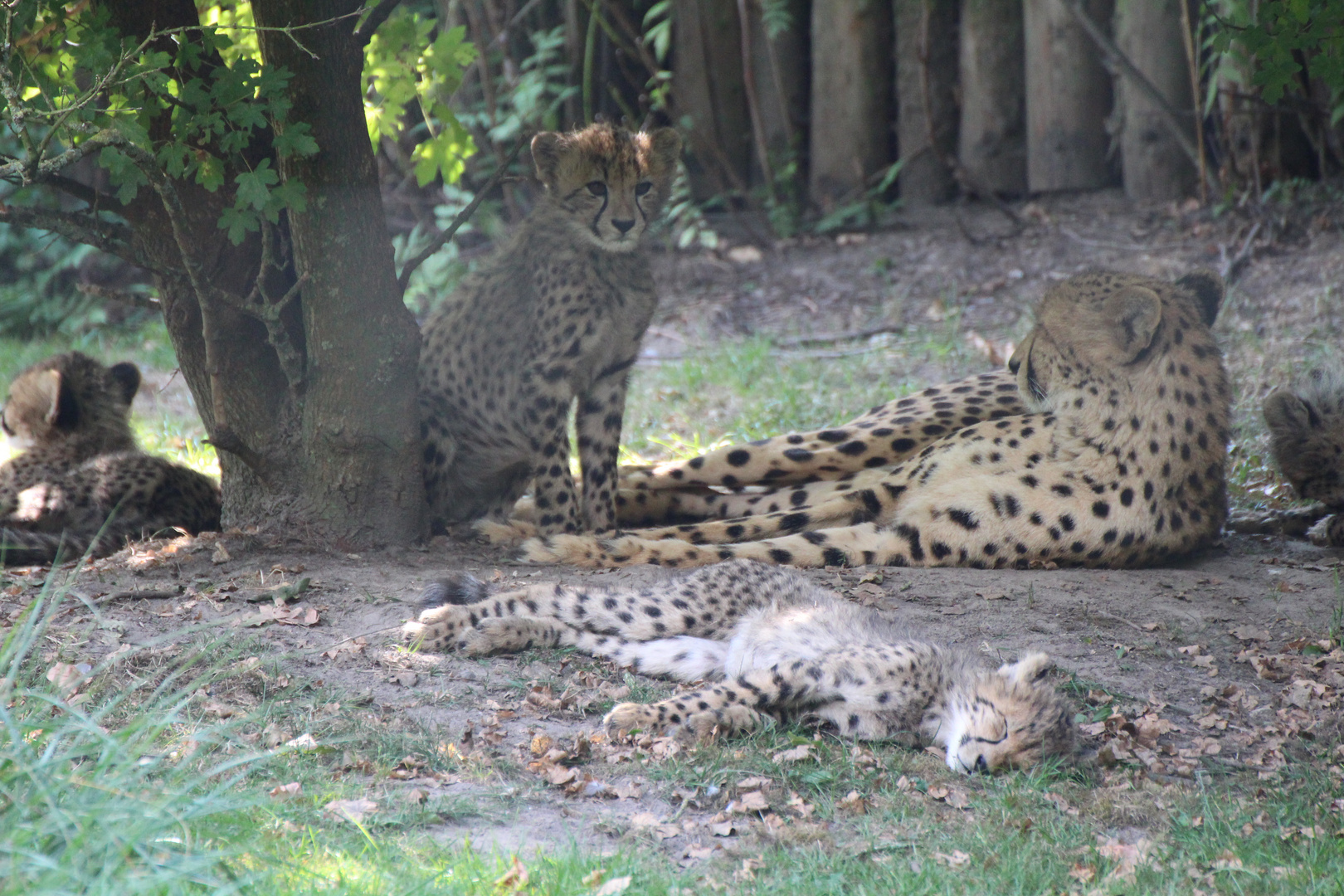 Zoo Münster 2