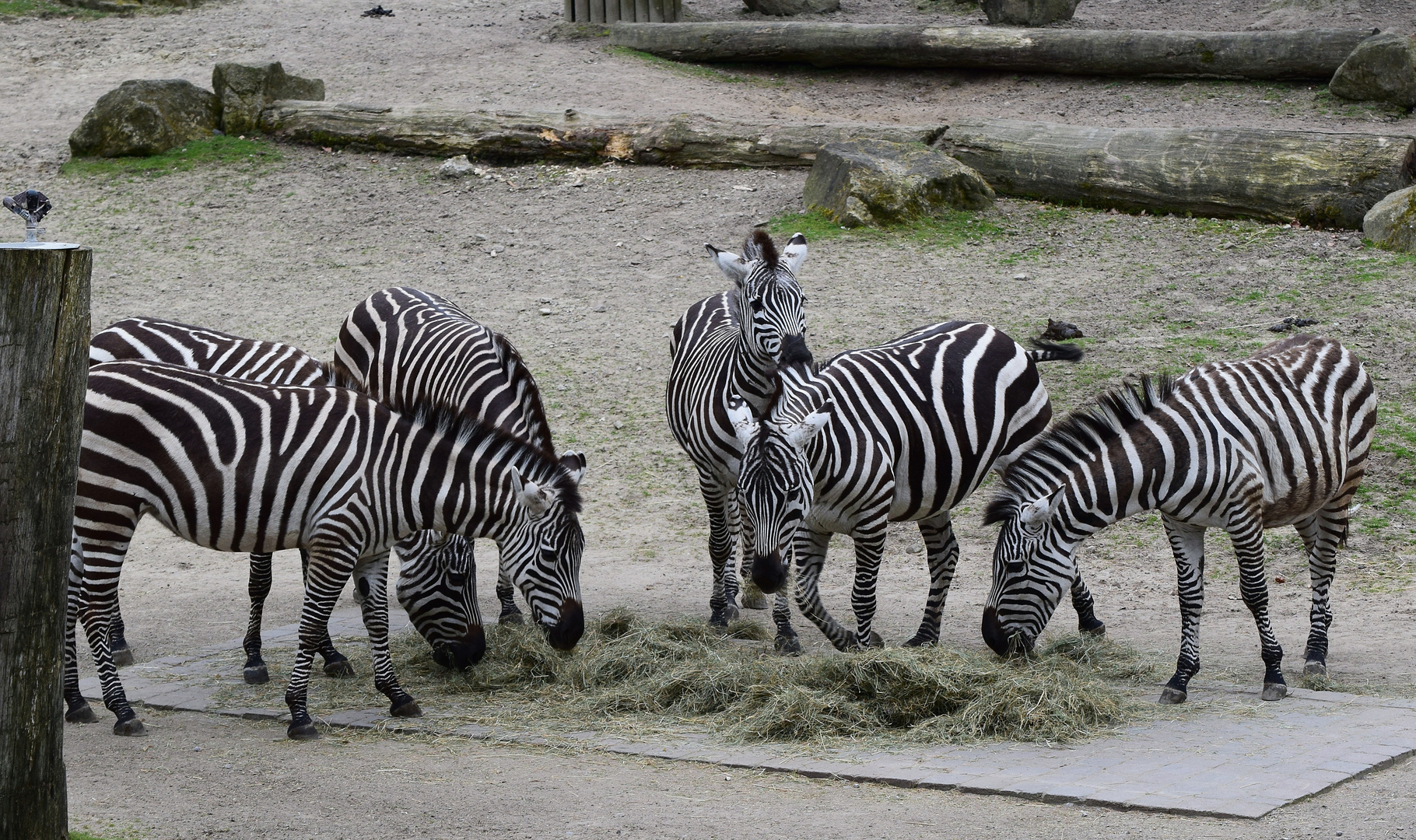 Zoo Münster 2017 (10) Pyjama-Party