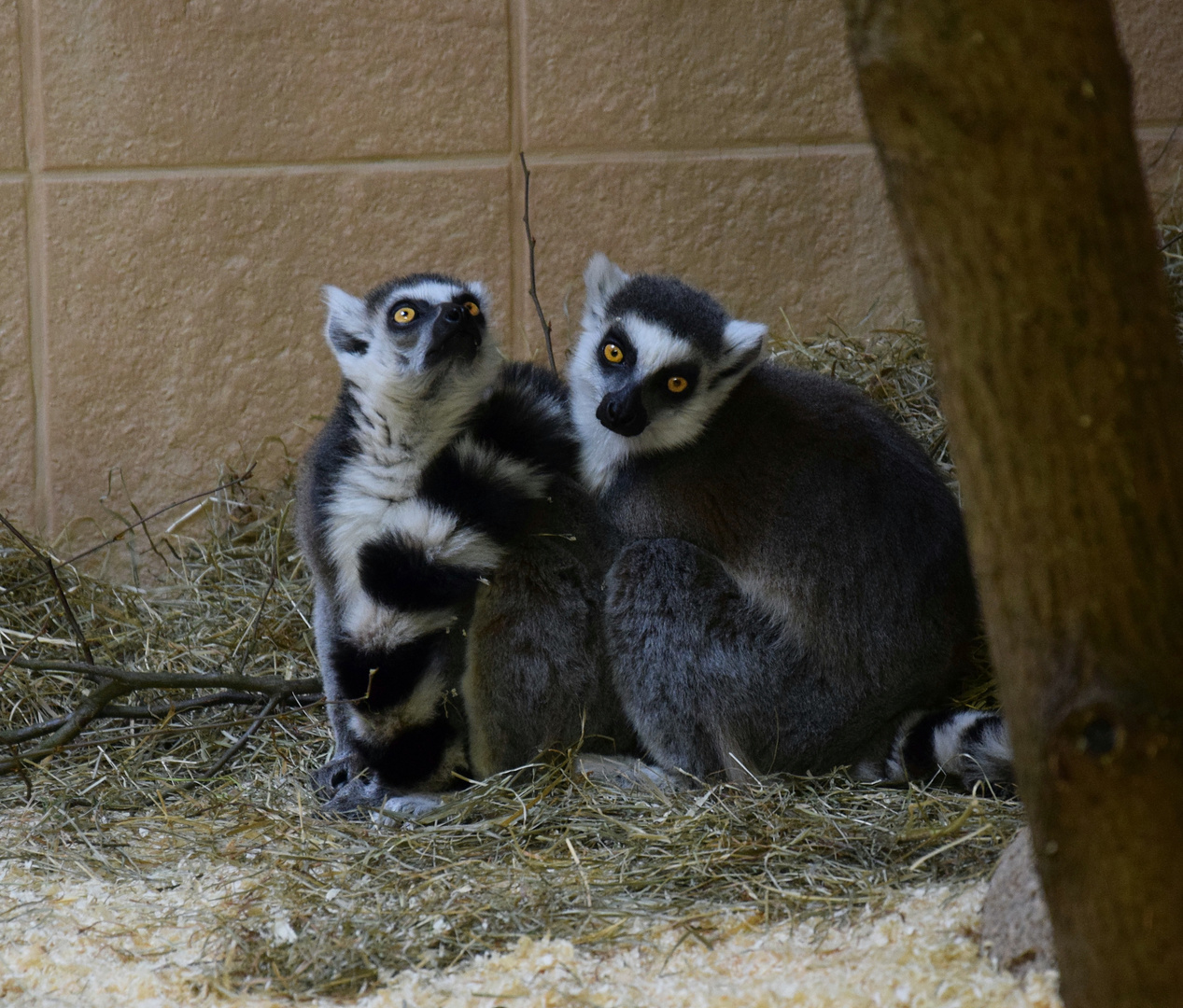 Zoo Münster 2017 (11) Madagaskarlemuren