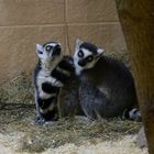 Zoo Münster 2017 (11) Madagaskarlemuren