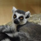 Zoo Münster 2017 (12) Madagaskarlemur