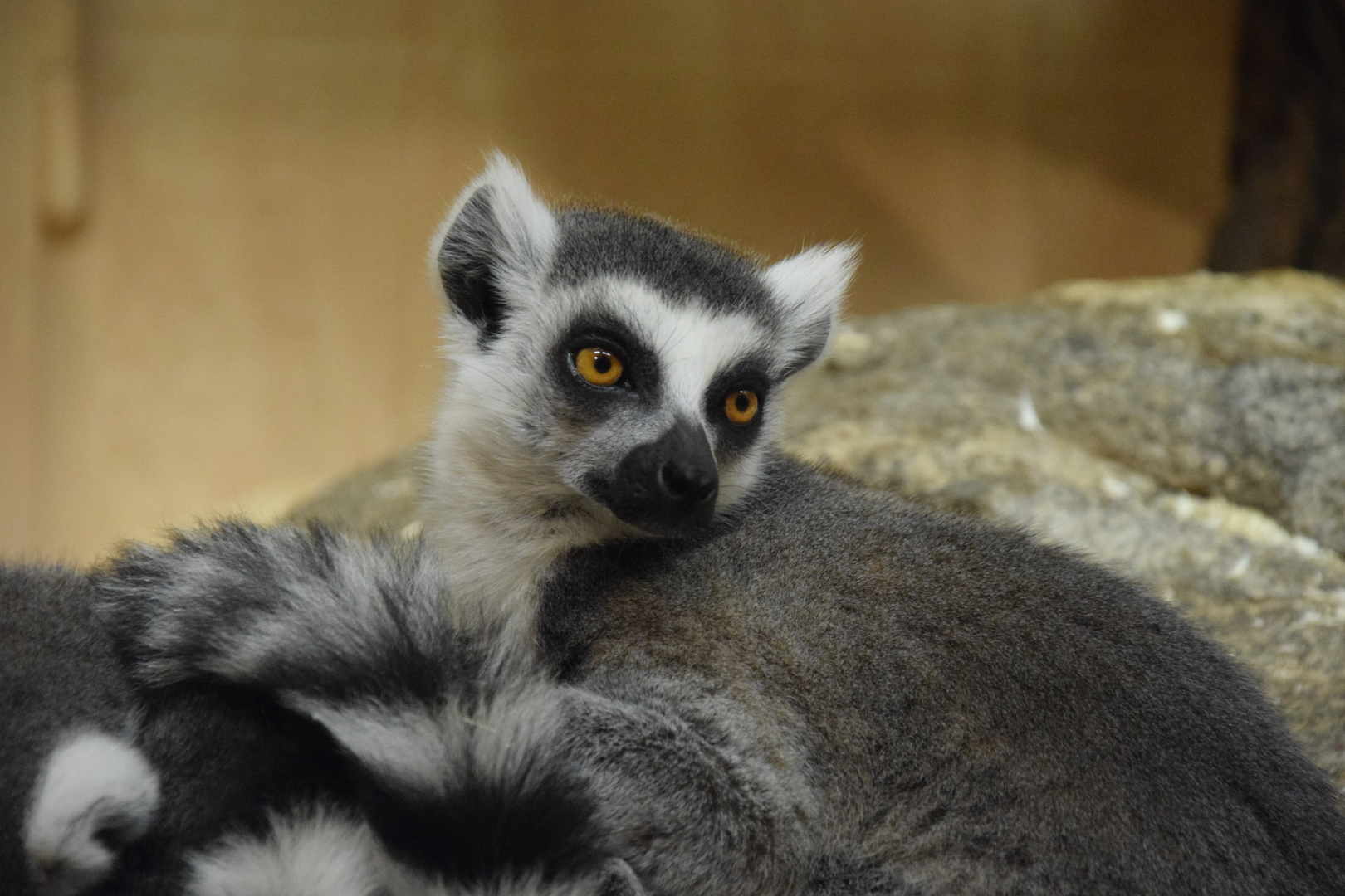 Zoo Münster 2017 (13) Madagaskarlemuren