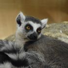 Zoo Münster 2017 (13) Madagaskarlemuren