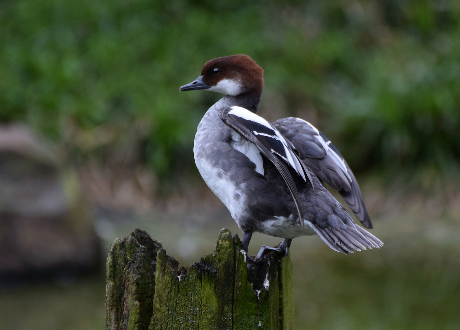 Zoo Münster 2017 (14) Flugübungen