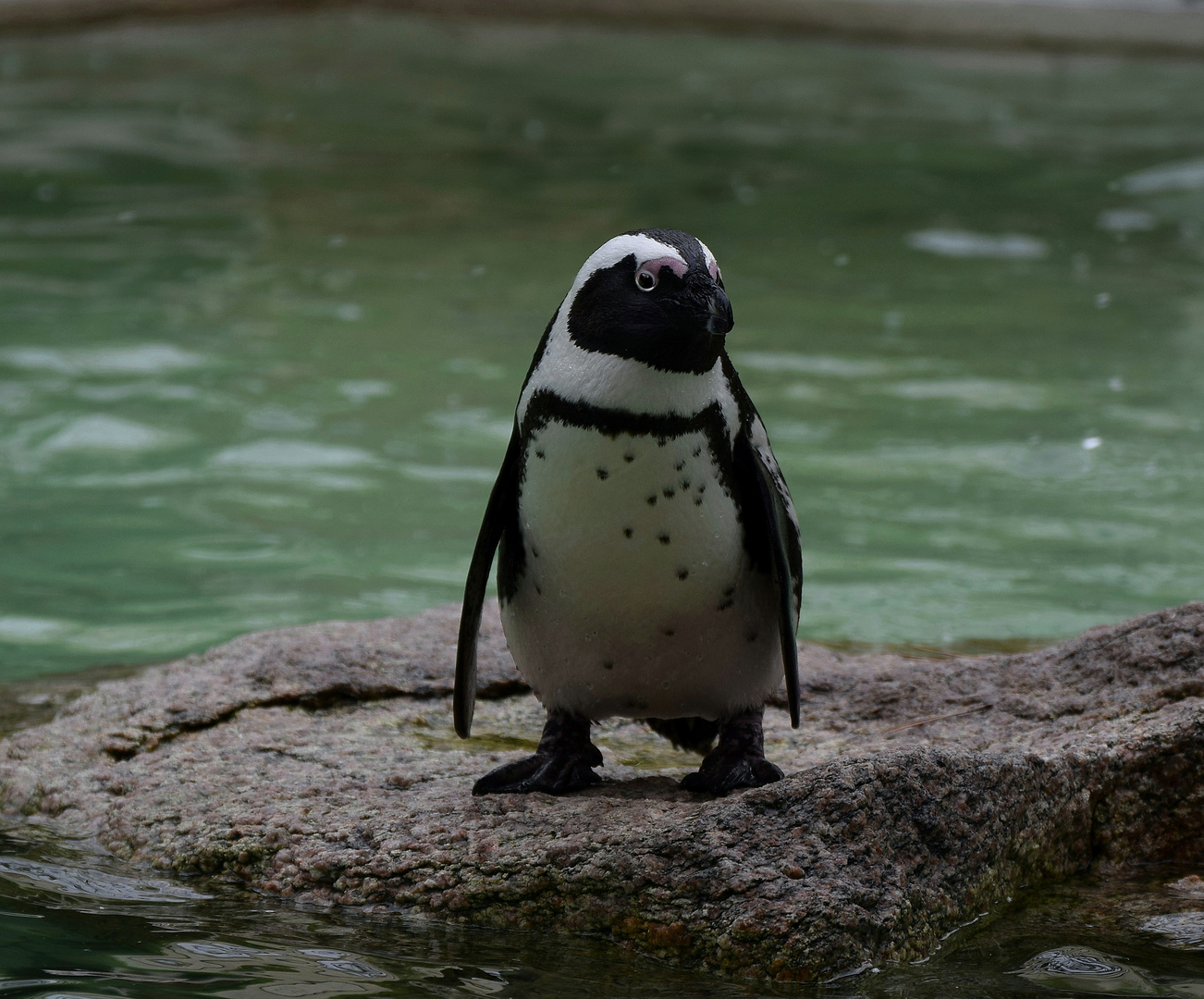 Zoo Münster 2017 (15) Brillenpinguin