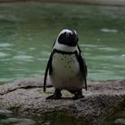 Zoo Münster 2017 (15) Brillenpinguin