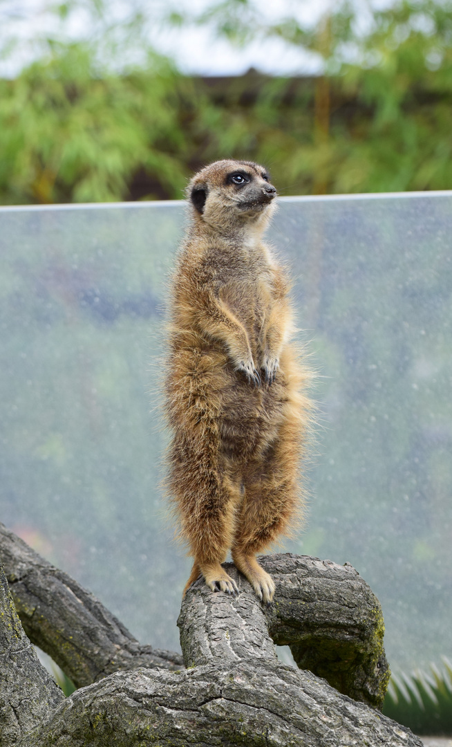 Zoo Münster 2017 (17) Erdmännchen