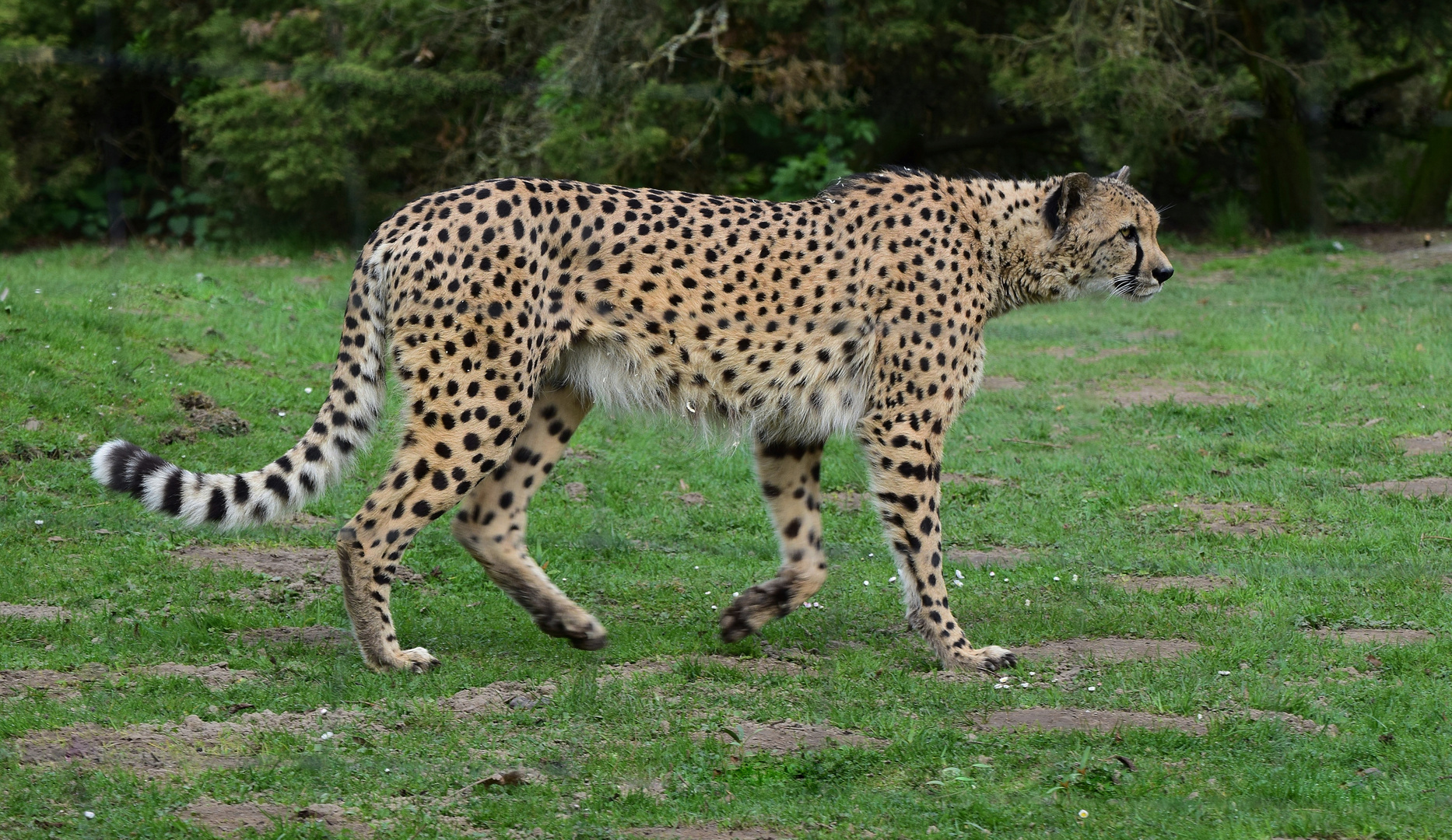 Zoo Münster 2017 (18) Gepard