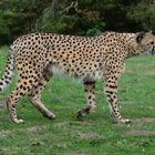 Zoo Münster 2017 (18) Gepard