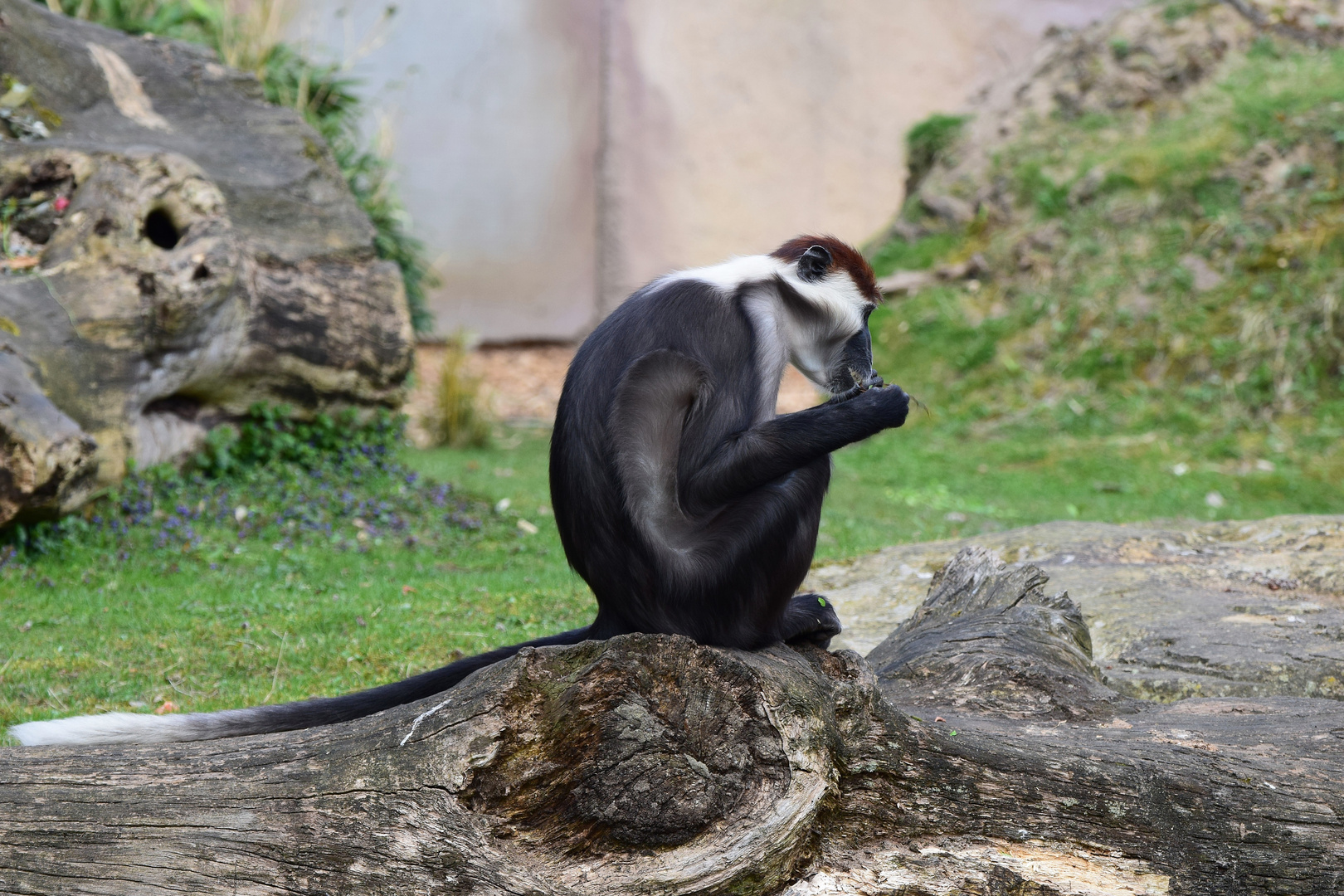 Zoo Münster 2017 (19) Rotscheitelmangabe