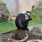Zoo Münster 2017 (19) Rotscheitelmangabe