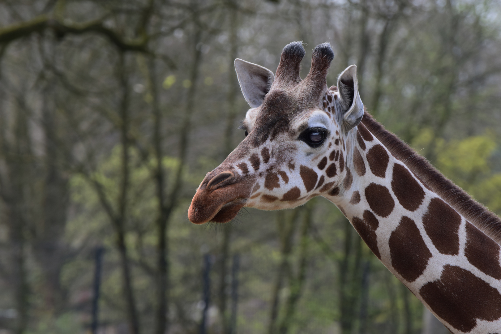 Zoo Münster 2017 (20) Giraffe