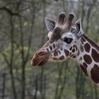 Zoo Münster 2017 (20) Giraffe