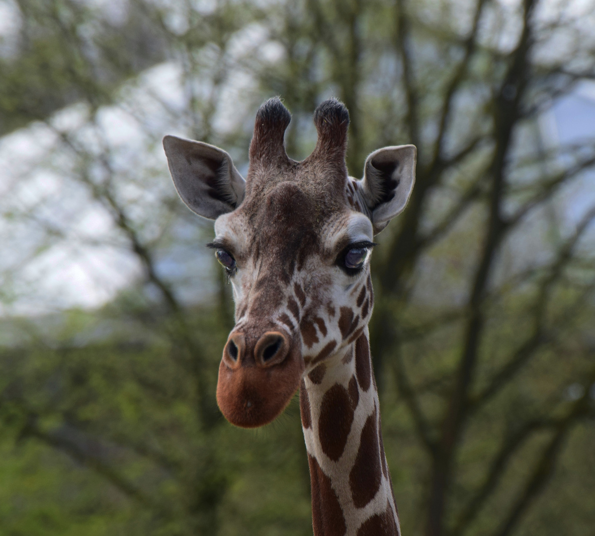 Zoo Münster 2017 (21) Giraffe