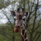 Zoo Münster 2017 (21) Giraffe