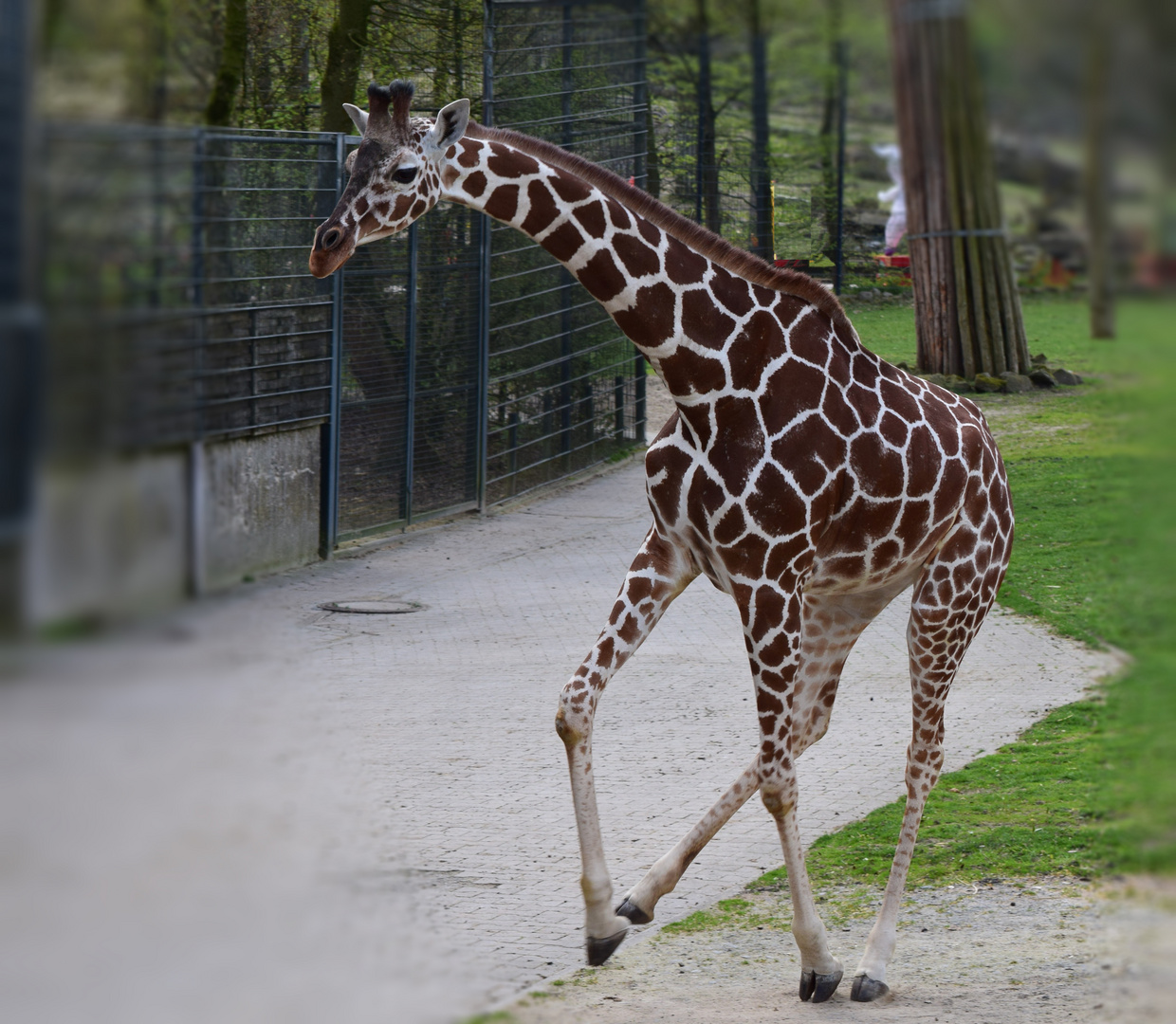 Zoo Münster 2017 (23) Dancing Queen