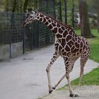 Zoo Münster 2017 (23) Dancing Queen