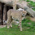 Zoo Münster 2017 (24) Gepard